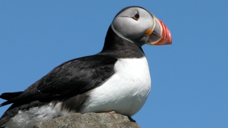 Puffin