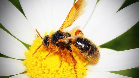 bee on flower