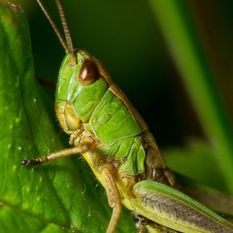 Grasshopper