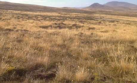 Peatlands