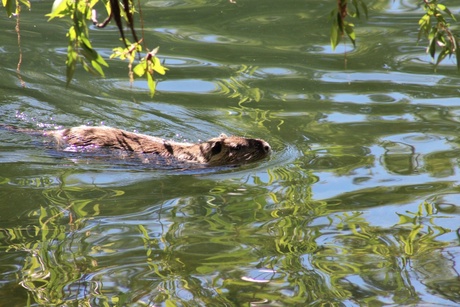 Beaver swimming