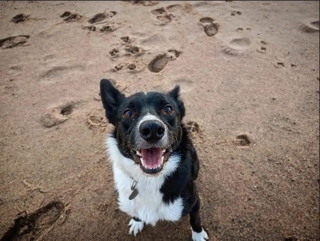 Picture of Patricia's dog-friend Paavo playing at the beach