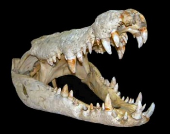 crocodile skull