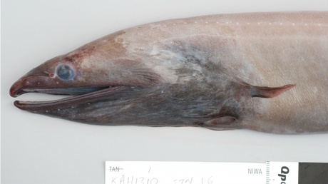 Photo of large arrow tooth eel captured from the trench. Photo copyright of NIWA, New Zealand