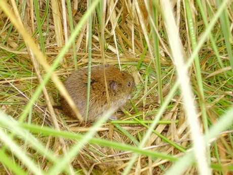 Field Vole courtesy of Professor Xavier Lambin