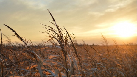 The science behind GM’s place in modern agriculture will be discussed in a free talk at Satrosphere Science Centre