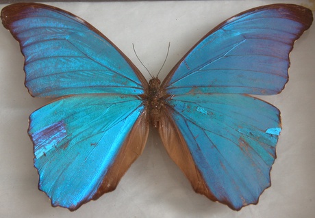 Morpho amathonte