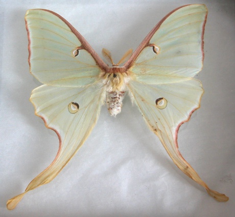 Actias luna (Moon moth)