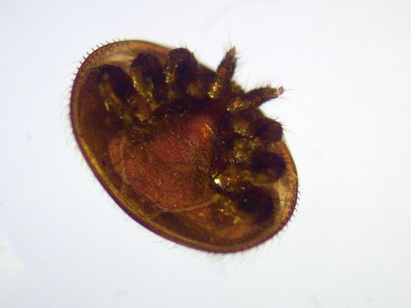 Varroa mite