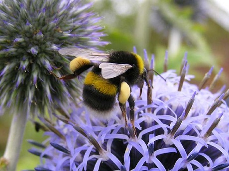 Bombus lucorum queen