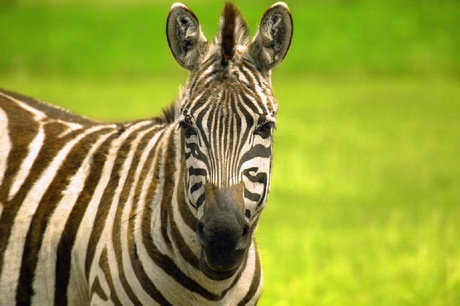 Around 250 kids from 10 Aberdeen City schools are competing to win a visit by Edinburgh Zoo Wild Bus