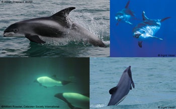 176Cetaceans-image