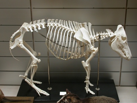 Ancient wild boar skeleton