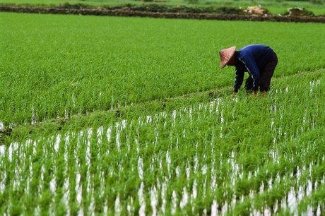 Golden Rice