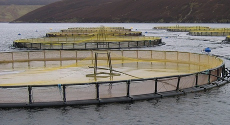 Fish farm