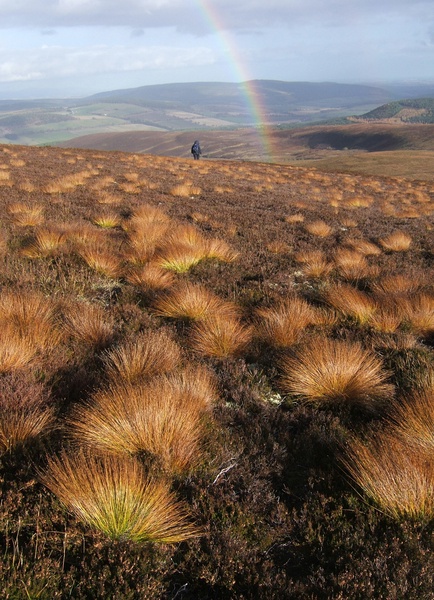 Rainbow and Field