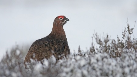 Research showed that at certain population densities, harriers can co-exist with profitable grouse shooting