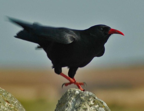 Chough courtesy of Robin Bignal