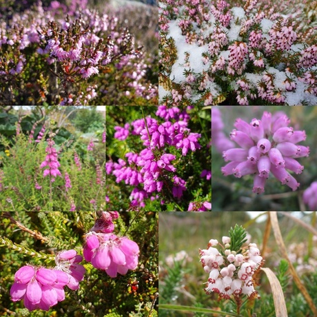 Collection of British heath plants measured for cold tolerance. Credit: Michael Pirie, University of Bergen (UiB)