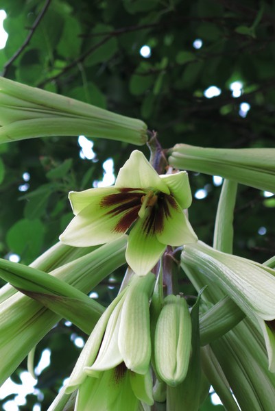 Giant Himalayan Lily