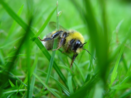 A series of free events, hosted this week by the University of Aberdeen’s Natural History Centre, will explain how we can help protect the biodiversity all around us