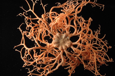 Creature from the deep - Basket star Gorgonocephalus - courtesy of David Shale