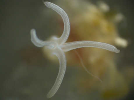 The flower-like plume, or palps, of Osedax antarcticus (Photo Thomas Dahlgren)