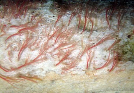 Osedax antarcticus on whale bone (Photo: Thomas Dahlgren)