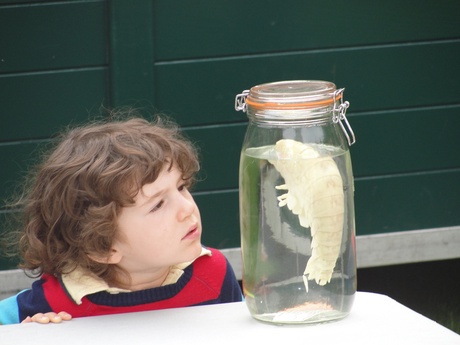 Launch of the British Science Festival