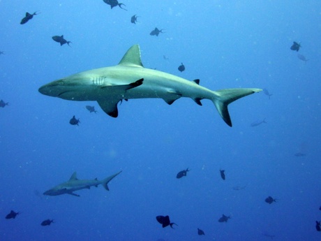 Grey Reef Sharks