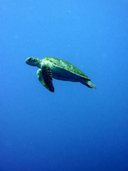 Green Sea Turtle