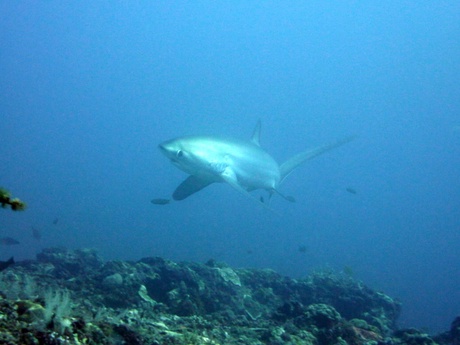 Pelagic Thresher Shark