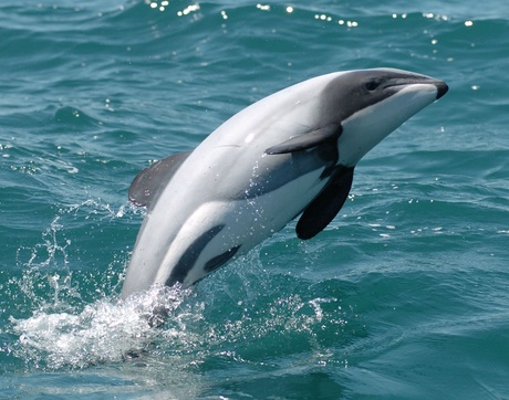 Hector's dolphin