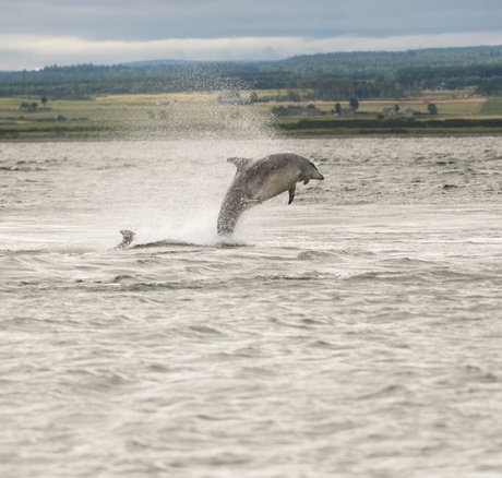 Bottlenose dolphin