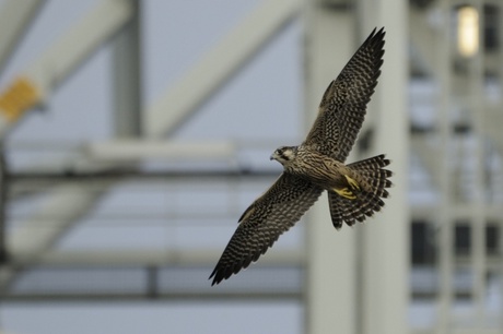 Peregrine Falcon