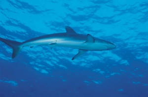 University of Aberdeen scientists are investigating if antibodies found naturally in sharks could be used to target breast cancer