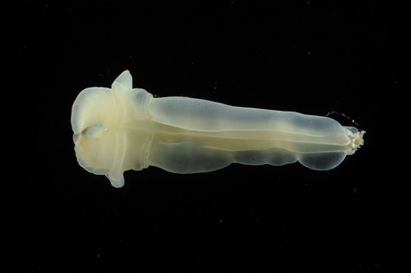 North Atlantic deep sea acorn worm - White species (Courtesy of David Shale)