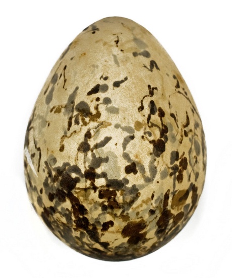  Jerdon’s Courser Rhinoptilus bitorquatus egg