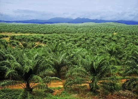 Sabah, Malaysia courtesy of Yadvinder Malhi