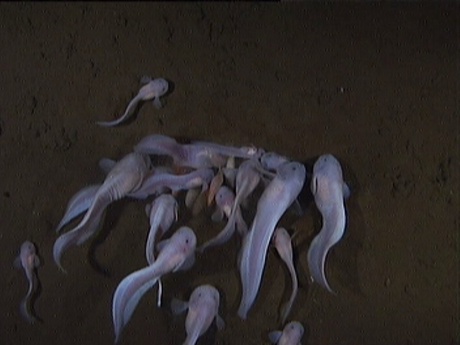 Deep sea life discoveries to be discussed