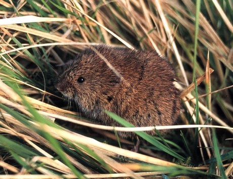 Field vole