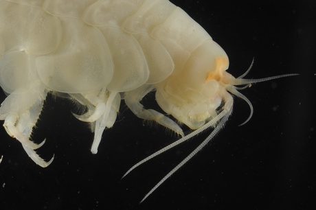 Large crustacean scavengers were discovered living at depths of 8000m for the first time