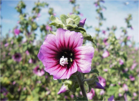 Tree Mallow