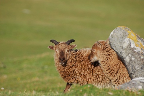 Soay sheep courtesy of Loeske Kruuk