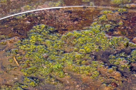 Cyanobacterial mat sample taken from Antarctica