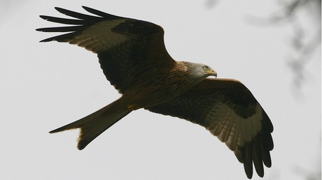 Hundreds of keen ornithologists from across the UK will descend on Aberdeen for a conference - image copyright Sean Gray