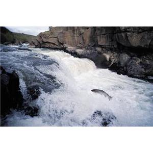 salmon jumping in river