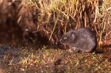 Water vole on lantrine