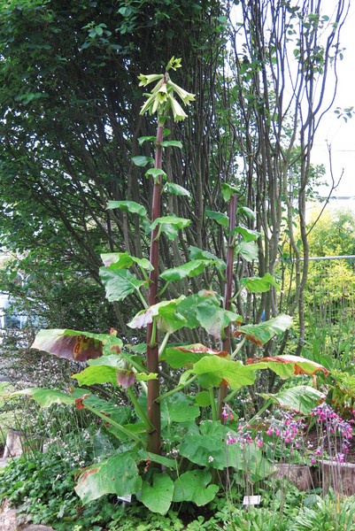 Giant Himalayan Lily