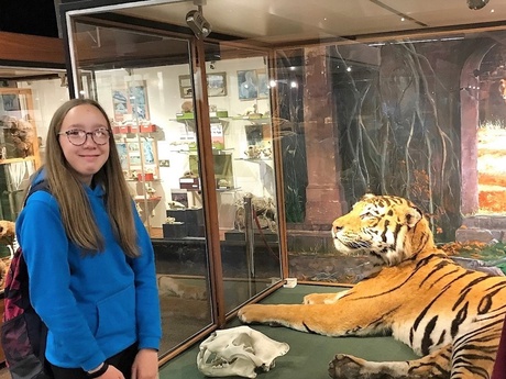 A pupil next to the tiger exhibit at the Zoology Museum